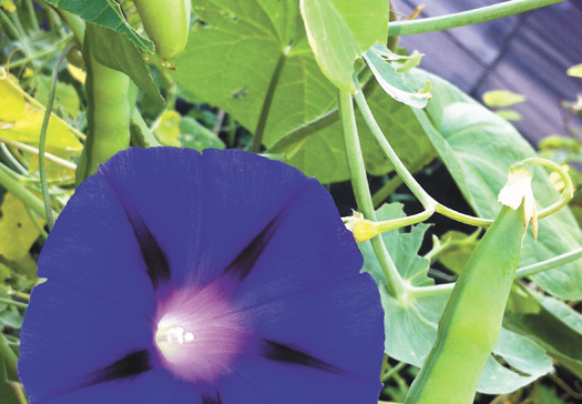 The Xtra Diary – Urban gardeners look up to Wendy Wendy flower_wendy