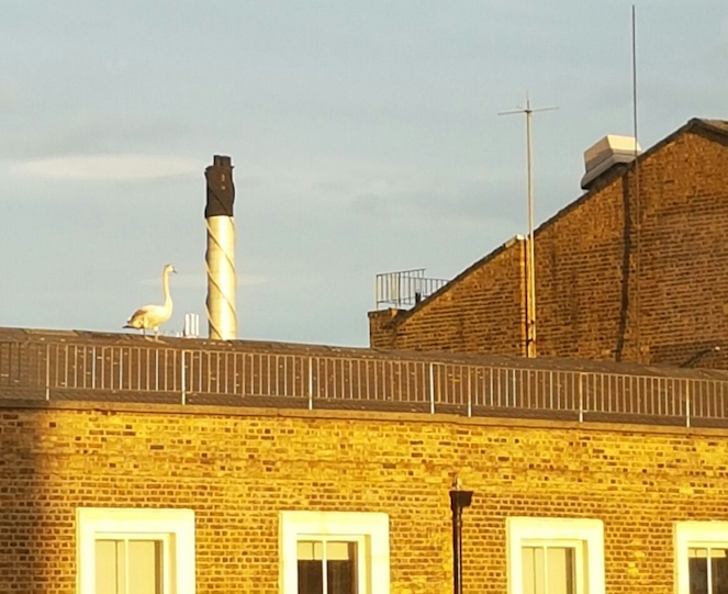 Lost swan rescued from Paddington office rooftop Paddington swan