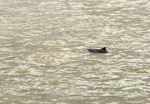 dolphin