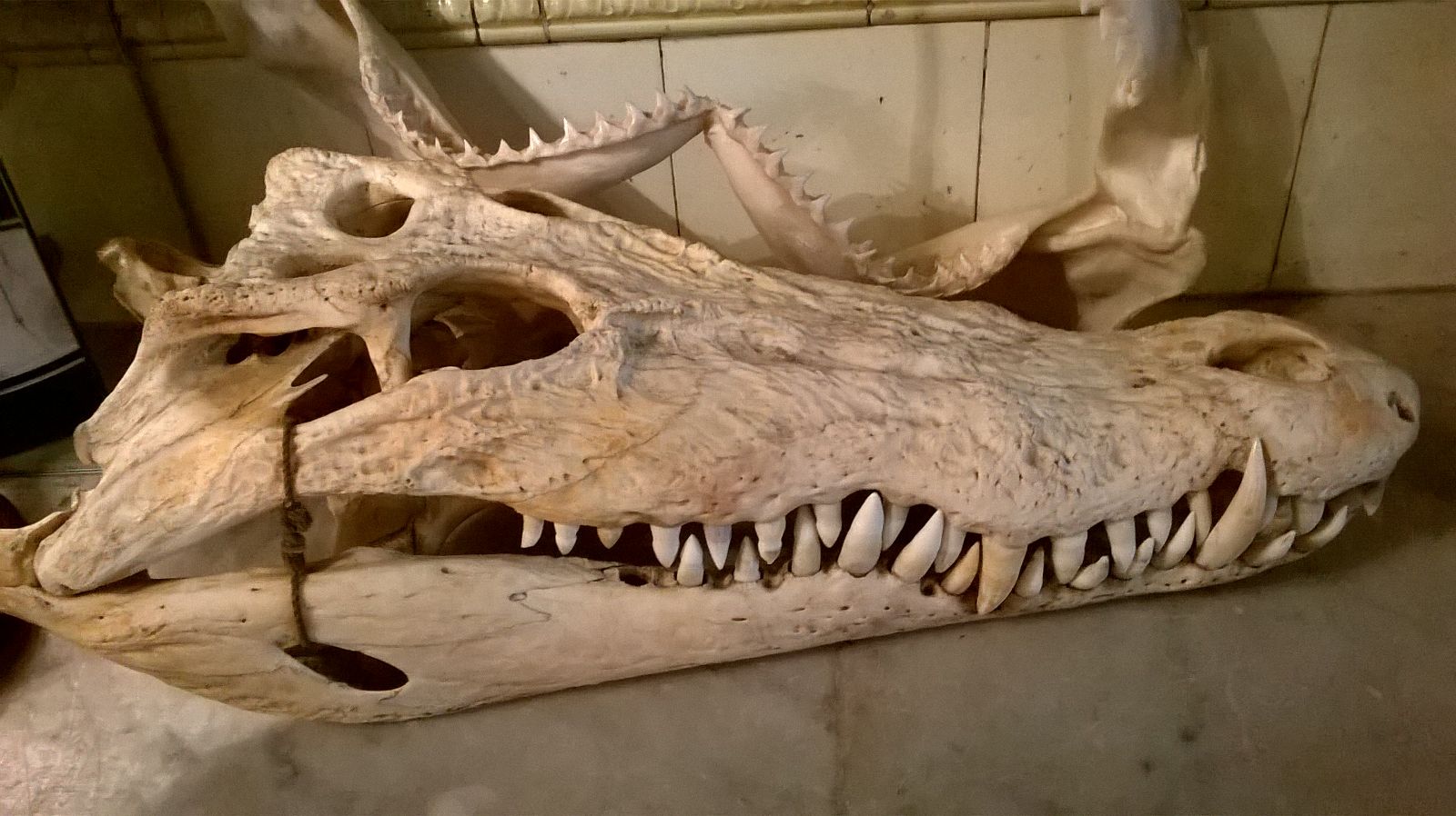 A crocodile head