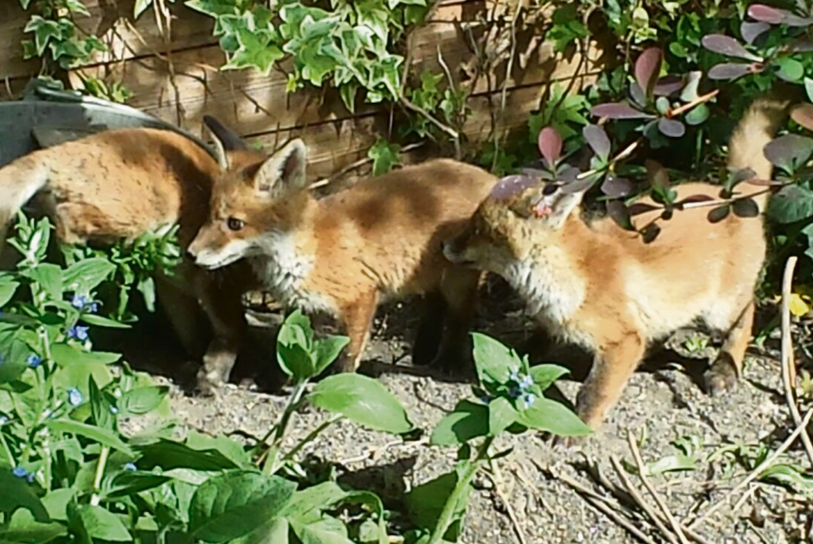 They are culling foxes in the capital fox-cnj