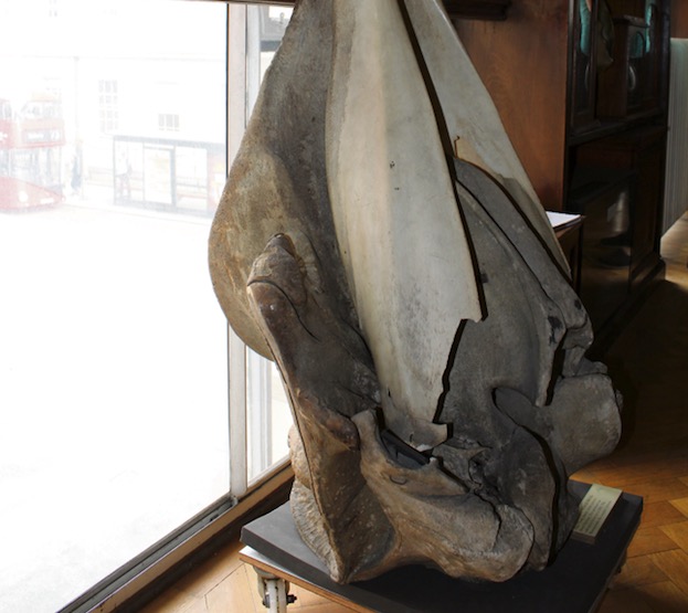 Whale bone