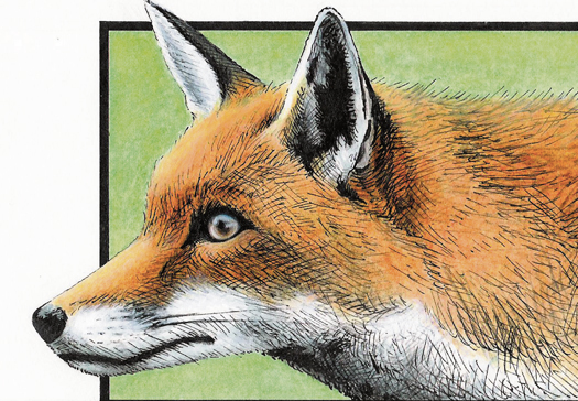Crowd-funding might be the way to fight nuisance foxes Fox Cartoon