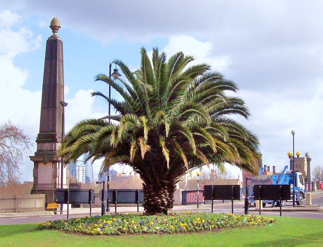 palmtree