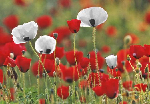 The poppy has been ambushed Poppies