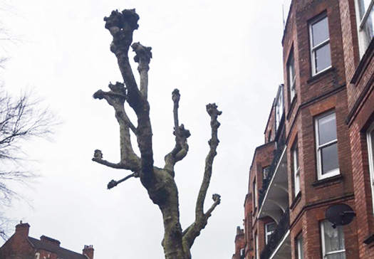 What’s the point in these trees? Trees in NW5