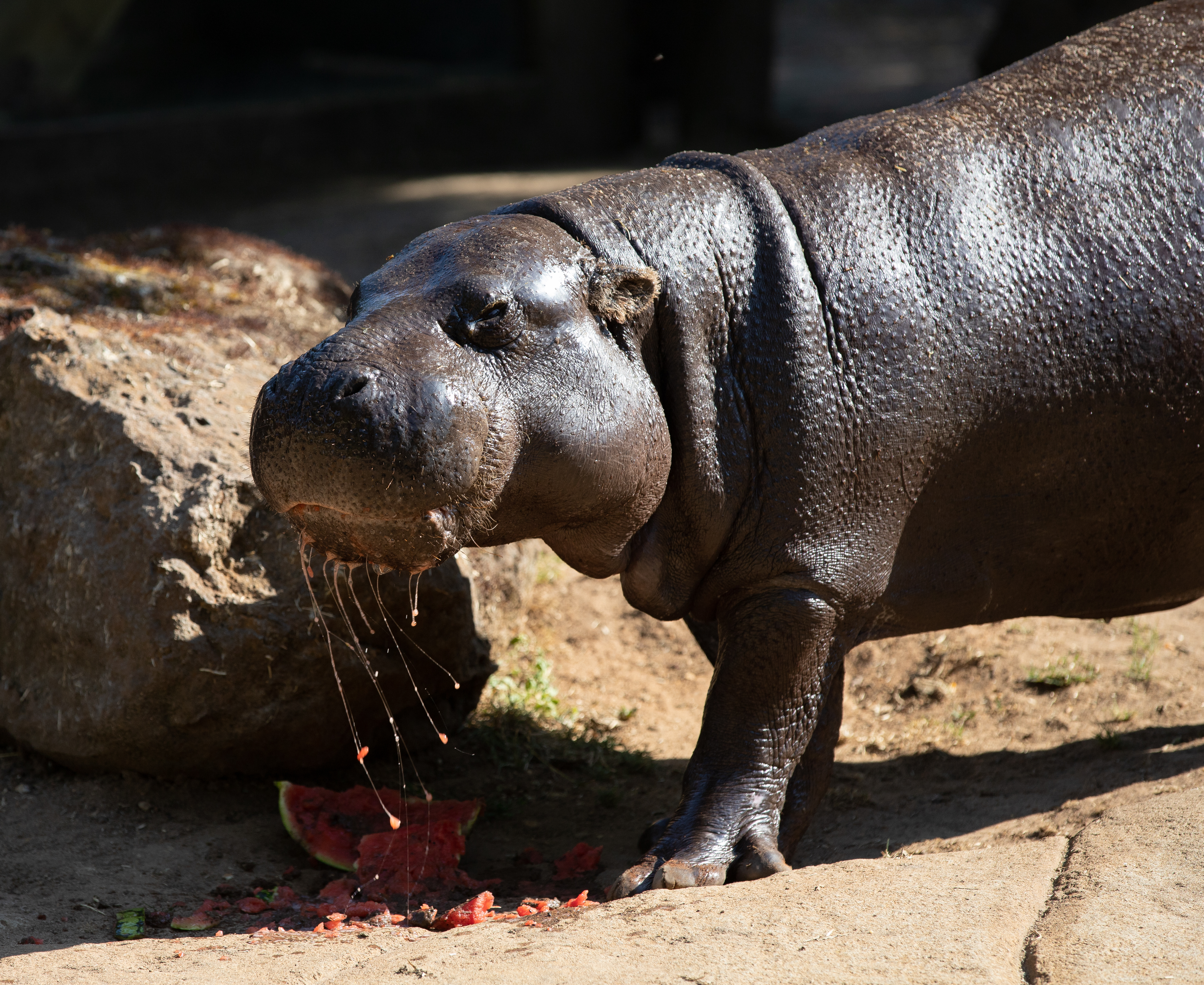 Nicky pygmy hippo enjoys hot weather treat