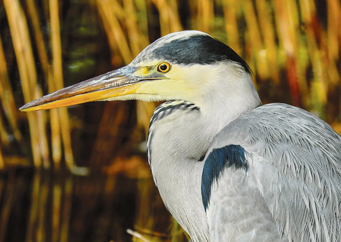 Where have the herons gone? Grey heron