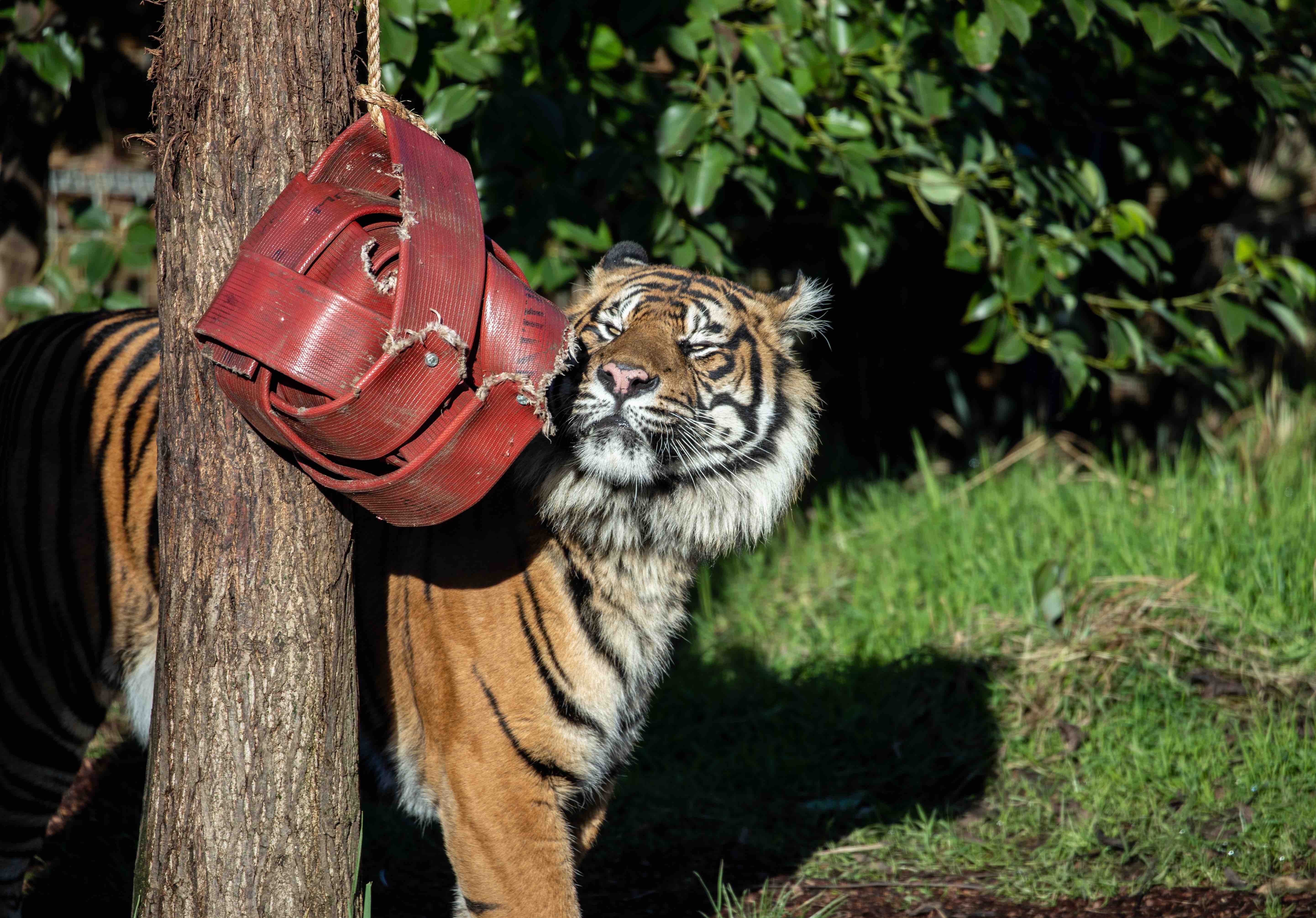 Let’s help the zoo Asim Sumatran tiger arrives at ZSL London Zoo (c) ZSL