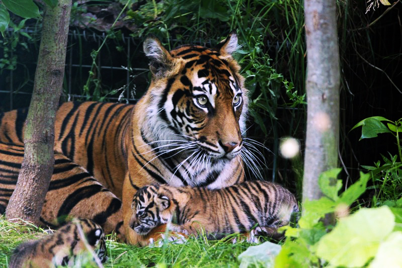 Melati tiger