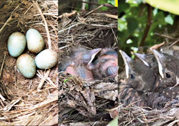 Miracle of life in a London garden Blackbirds