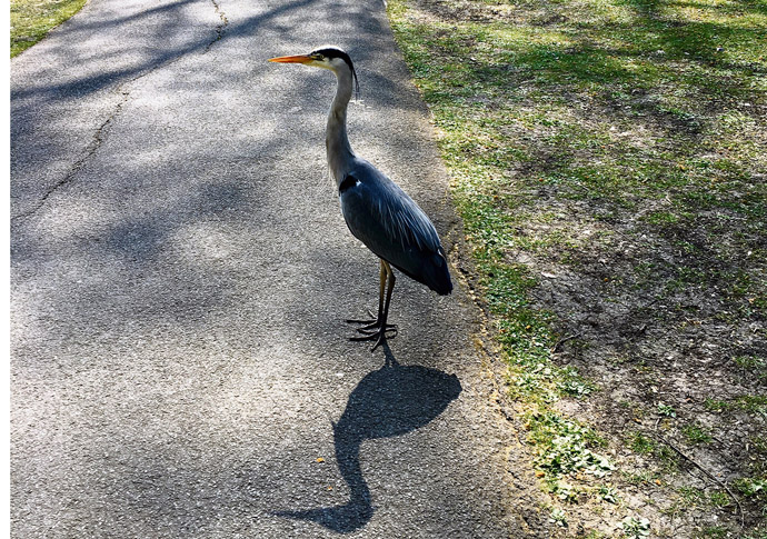 Heron