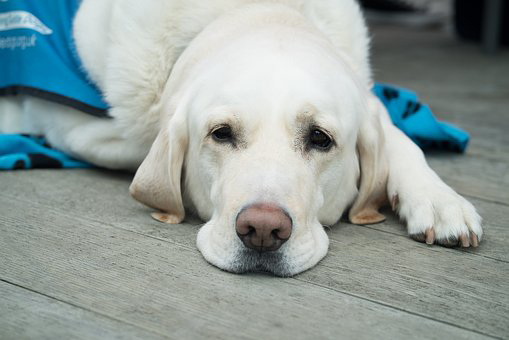 dog