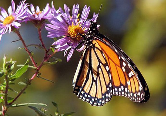 butterfly