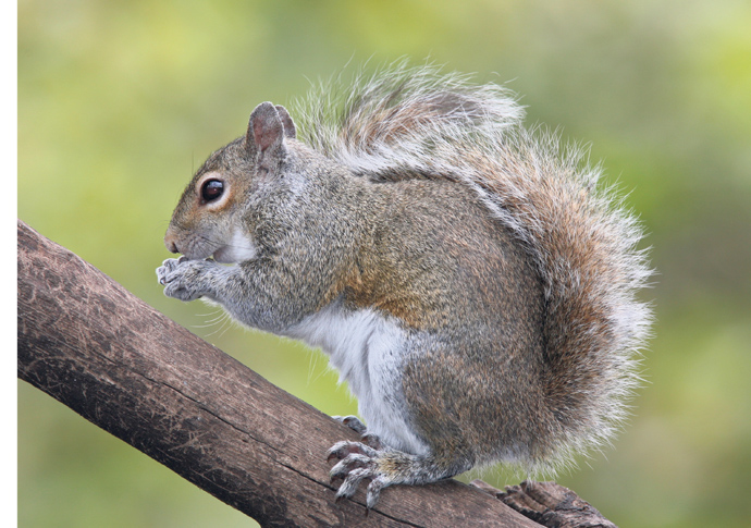 Grey squirrels are killers GreySquirrel