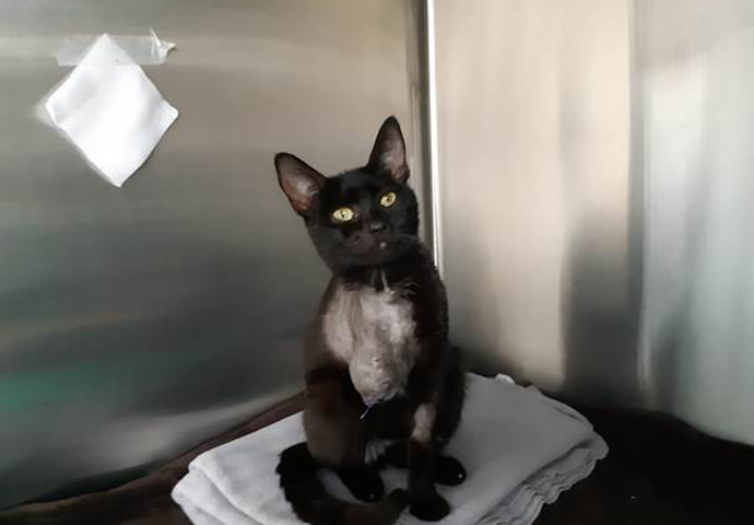 Mayhew Kitten