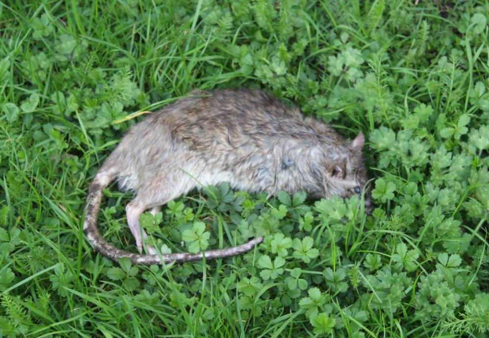 rats