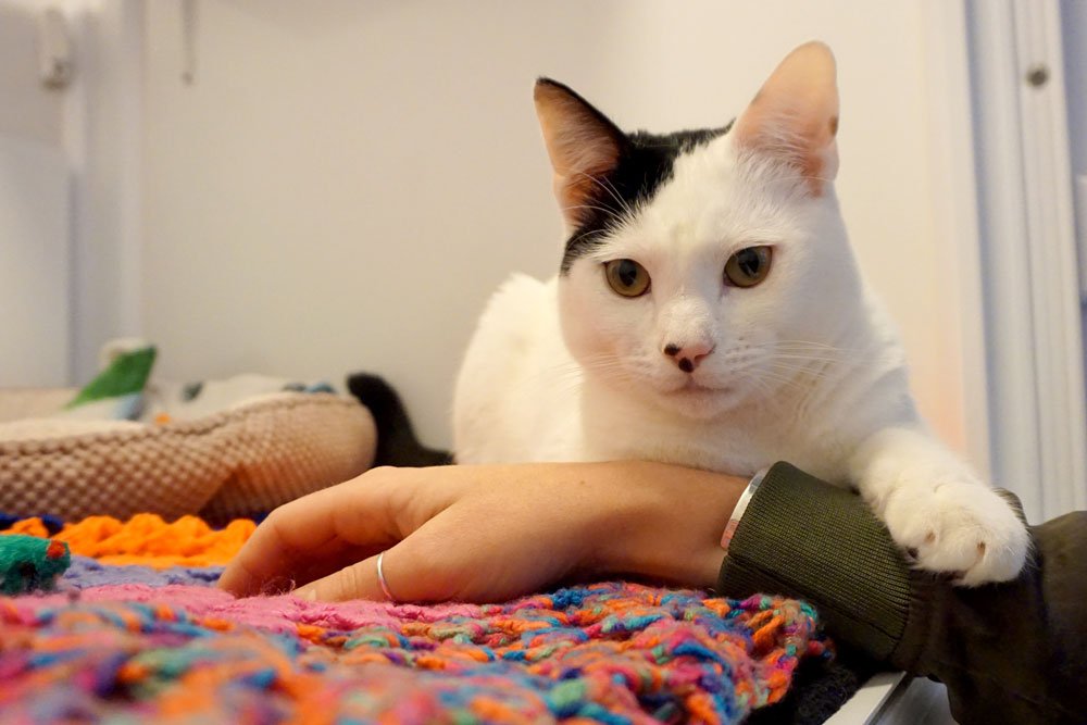 Luka paw hold