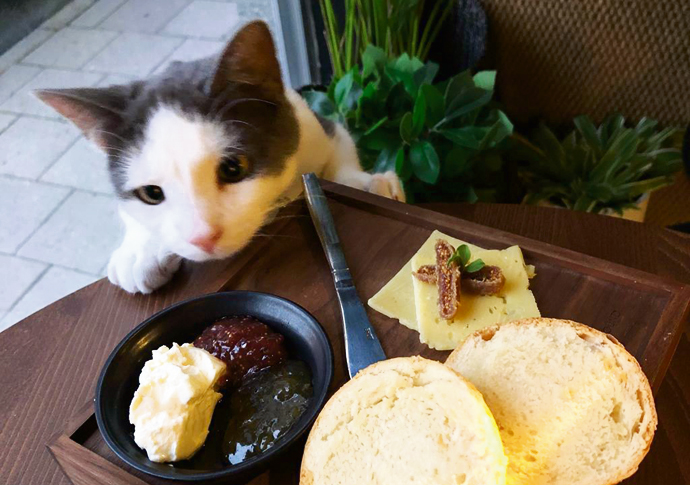 Java whiskers 07- cat ii