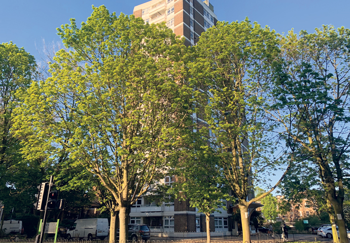 Trees threatened with felling by Islington Council to make way for flats are seen at Dixon Clark Court, Highbury Corner, Islington, London, United Kingdom, 19 April 2020