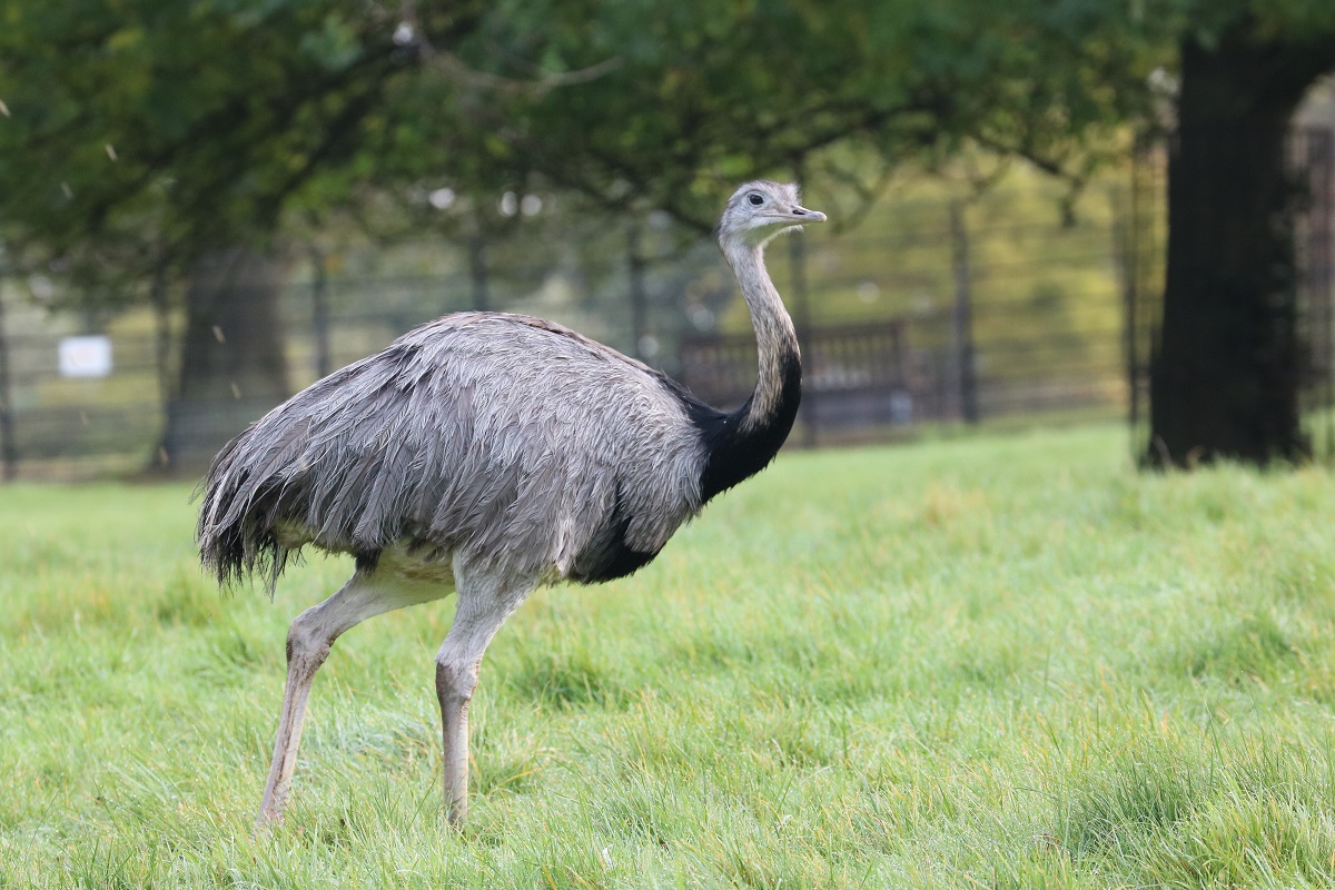 Sad farewell to Rodney as park’s ‘Big Bird' dies from liver cancer ...