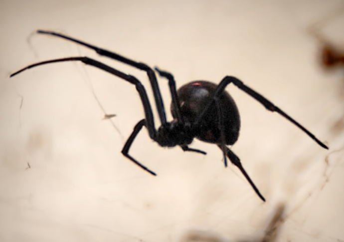 Harrington: A web of intrigue pic credit: Chris Yarzab.. Black widow