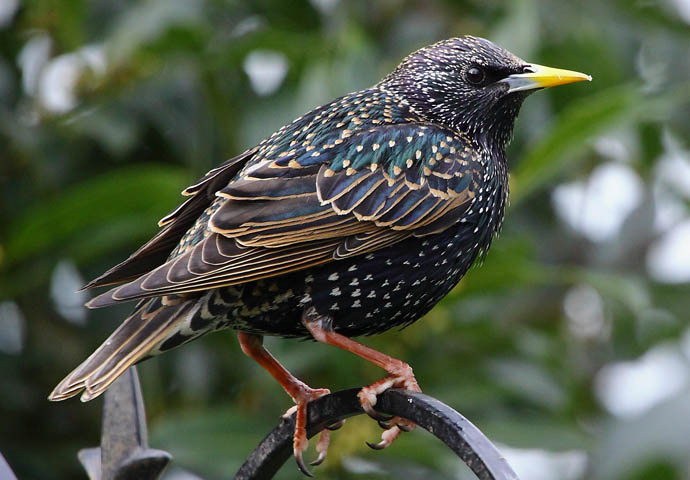 Starling_credit Tim Felce (Airwolfhound)_CC BY-SA 2.0