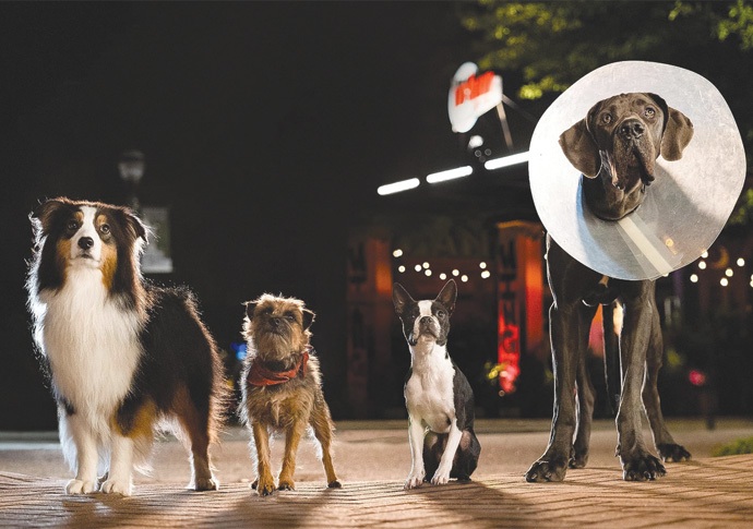 Sweary Strays is woof around the edges Strays Photo by Chuck Zlotnick-Universal Picture Universal Studios
