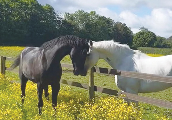 Harrington_horses Quaker and Vida