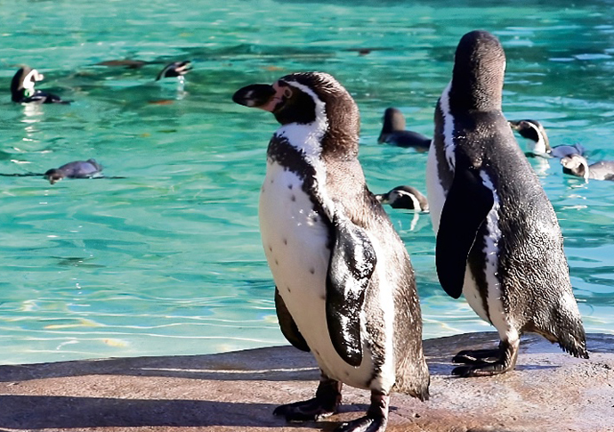 Ron and Reg credit london zoo