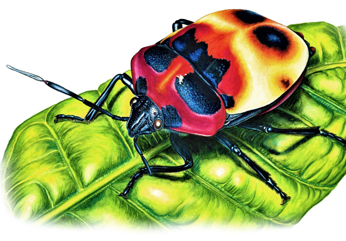 One man’s beetlemania Jungle Gems beetle by Yikai Zhang
